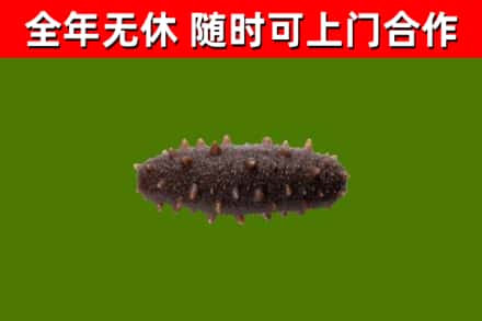 梓潼烟酒回收干海参.jpg
